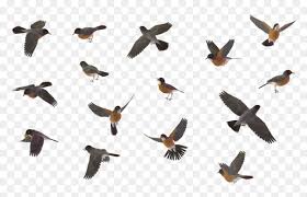 Unlike its mainland counterparts, it evolved in the absence of mammalian predators, its flight capacity is somewhat reduced. Flying Robin Bird Png Clip Art Black And White Download Blue Jay Bird Flying Transparent Png Vhv