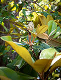This is the new ebay. Magnolia Grandiflora Southern Magnolia Native Plants Of North America