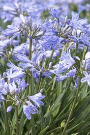Baby Pete Agapanthus Monrovia Plants Perennials Plants
