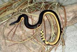 Black And Yellow Snake Tennessee Zmeya