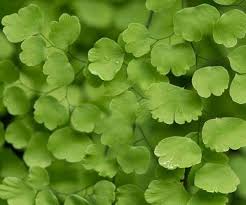 Image result for Adiantum poiretii