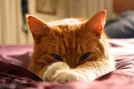 Like many cat owners, including me, i am quite sure you also often wondered and thought about the following question: 18 Beneficial Things About Can Cats Eat Yogurt You Should Not Miss It