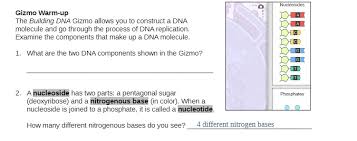 If necessary, click reset to start the building process. Solved Nucleosides Gizmo Warm Up The Building Dna Gizmo Allows You To Construct A Dna Molecule And Go Through The Process Of Dna Replication Exami Course Hero