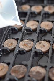 Try to start your vehicle. How To Start Seedlings Indoors With Peat Pellets Isabel Eats