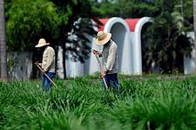 Image result for Brachiaria subulifolia