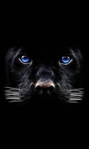 Tigre noir is a free and glossy styled, black colored 3d/2d dock theme with floating blue triangle shaped indicators. Tigre Noir Fond D Ecran Telecharger Sur Votre Mobile Depuis Phoneky
