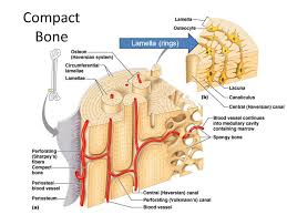 Compact bone diagram osteon compact bone ap pinterest anatomy human anatomy and. Long Bone Anatomy Diaphysis Shaft Of The Bone Made Of Compact Bone Ppt Video Online Download