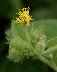 Image result for Cephalocroton mollis