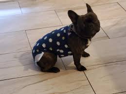 These beautiful pups are well loved and socialized with our toddler and other dogs. Frenchies Of Panama City And Pcb Home Facebook