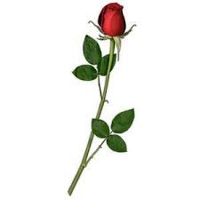 Paintings And Reproductions Rose Pink Long Stem Flower Stem Rose Long Stem Flowers Beautiful Flowers Pink Roses
