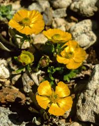 Image result for Sebaea sedoides