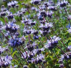 Image result for Salvia stenophylla