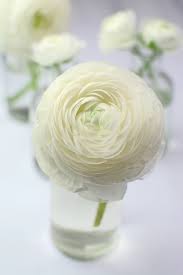 Ranunculus Flower Flowers Wallpaper S Beautiful