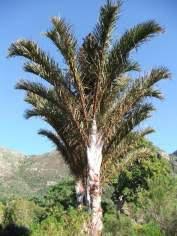 Image result for Raphia rostrata