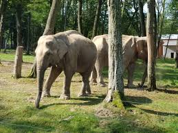 Gradina zoologică este una dintre cele mai mari gradini zoologice din romania, avand o istoric gradina zoologica din targu mures: GrÄdina ZoologicÄ Din Targu Mures Din MureÈ Planiada