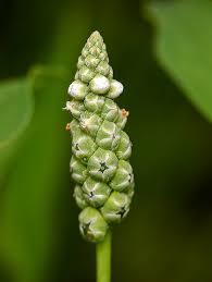 Image result for Sphenoclea