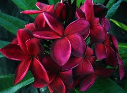 Pin On Gardening