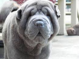Shar Pei Mit Bildern Tiere