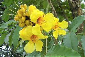 Image result for Markhamia lutea