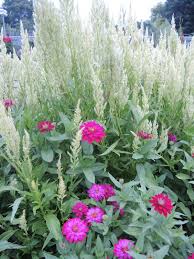Pin On Cool Annuals