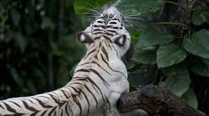 Tras ser designado corresponsal en asia de la revista time, escribió la novela tigre blanco , su primera obra, que fue galardonada en 2008 con el prestigioso premio booker. Un Tigre Blanco Mata A Un Cuidador En Su Jaula Del Zoo Japones De Hirakawa Mundo Animal El Pais