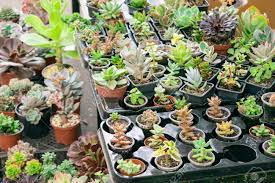 Maybe you would like to learn more about one of these? Various Types Of Succulent Plant Pot Echeveria Sempervivum Flowering Plants For Trade Sale Many Miniature Succulent Plants In Round And Square Pots Cactus Succulents In A Planter Stock Photo Picture And