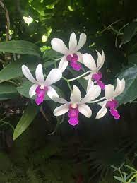 Growing Orchids In Karachi Growing Orchids Orchid Roots Orchids