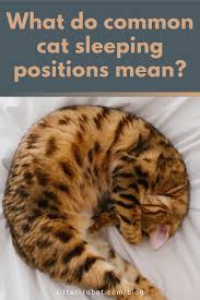 What Do Common Cat Sleeping Positions Mean Litter Robot Blog Cat Sleeping Positions Cat Sleeping Litter Robot