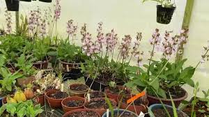 Image result for Eulophia guineensis