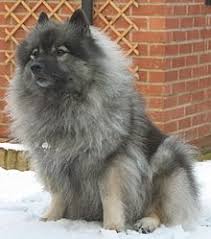 Keeshond Wikipedia