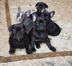 1 day ago on puppyfind. French Bulldog Puppies For Sale Phoenix Az 294688