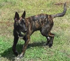 Give a home to this cute puppy. Reputable Breeders In Or Around Texas Dutch Shepherd Forum