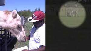 The latest tweets from columbus news team (@columbusnenews). The 60 Surveillance Video Shows Struggle Between Woman And Camel Who Sat On Her Abc13 Houston