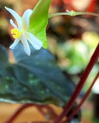 Image result for Elaphoglossum lancifolium