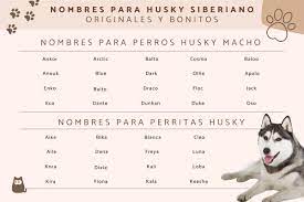 80 NOMBRES para perros HUSKY SIBERIANO 