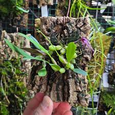 Image result for Bulbophyllum comatum