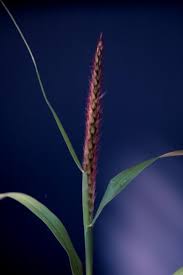 Image result for Cenchrus riparius