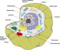 What structures does a plant cell have that an animal cell does not have? Bio101 Cell Structure Blogs Animal Cell Structure Animal Cell Parts Cell Structure