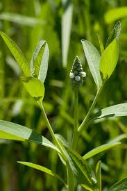 Image result for Sphenoclea