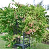 Image result for Combretum holstii