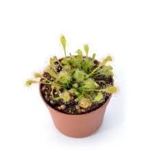 Image result for Drosera natalensis