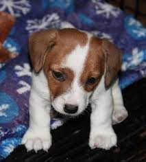 Welcome To Colorado Shorty Jacks Nursery Happy And Healthy Puppies Healthy Puppy Puppies Jack Russell