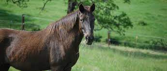 Horse Care Guidelines The Humane Society Of The United States