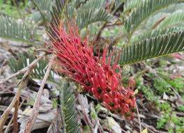 4 more photos view gallery. Stuart Williams ×'×˜×•×•×™×˜×¨ There Are A Number Of Toothbrush Flowered Grevilleas One Of The Best Known Is Grevillea Hookeriana Known As Red Tooth Brushes A Hybrid Of This Named Red
