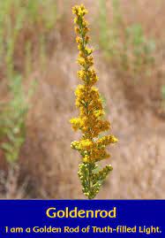 Goldenrod Flower Essence Best Flower Wallpaper