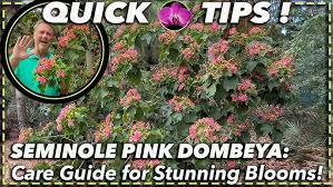 Image result for Dombeya