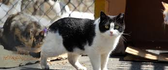 After spay, neuter and return, then what? Cat Stats Home