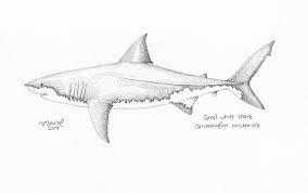 Download this premium vector about great white shark, and discover more than 10 million professional graphic resources on freepik. Great White Shark Carcharodon Carcharias An Art Print By Sarah Baird Inprnt