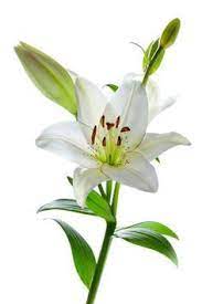 que flor eres white lily flower lily flower lily images