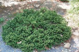 Maybe you would like to learn more about one of these? Plantfiles Pictures Japanese Yew Aurescens Taxus Cuspidata By Dwarfconifer